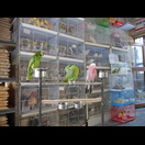 Es wird im Souq auch Lebendiges angeboten